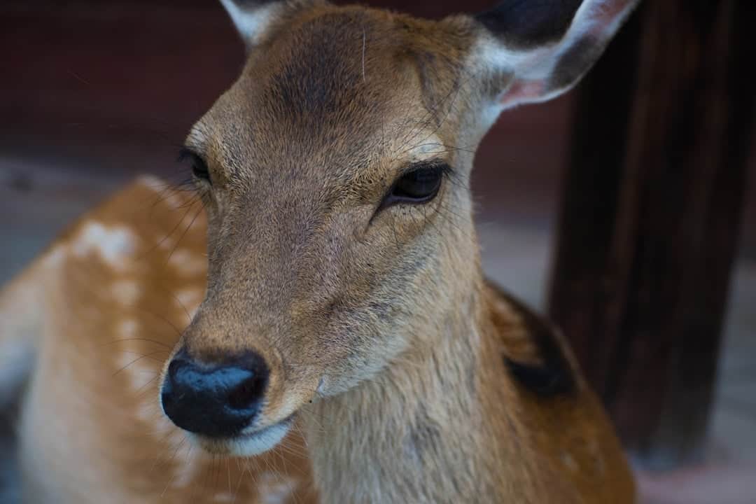 Nara