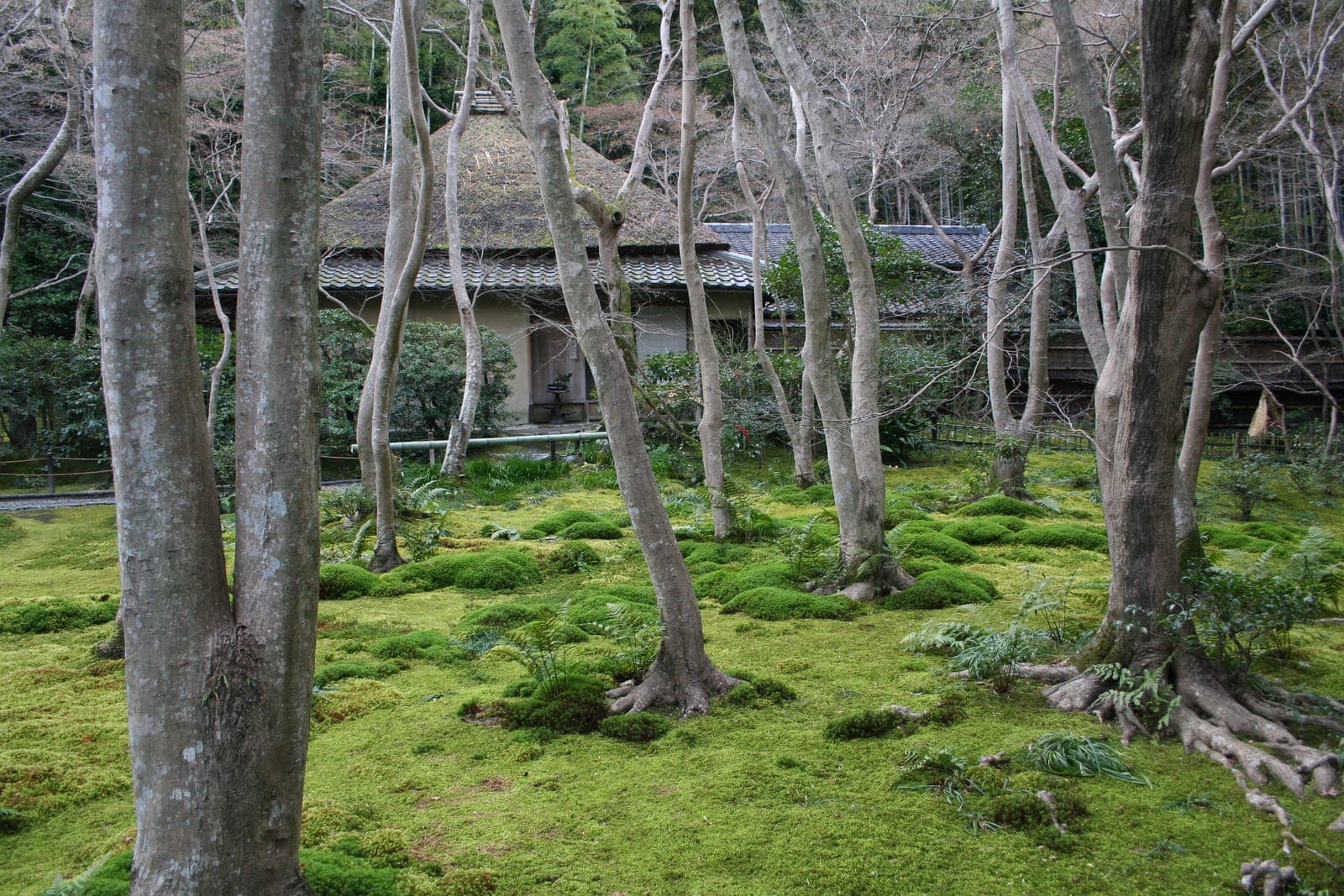 Gio-ji temple exterior with a mossy garden, tall bare trees, and a thatched-roof building partly hidden behind the trunks.